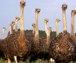 L'autrucherie  Herbuchenne